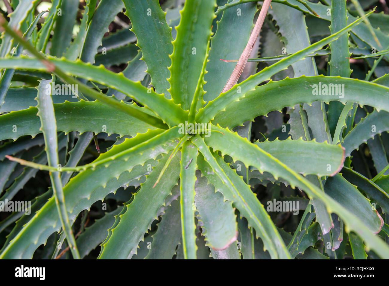 Xerophytes hi-res stock photography and images - Alamy