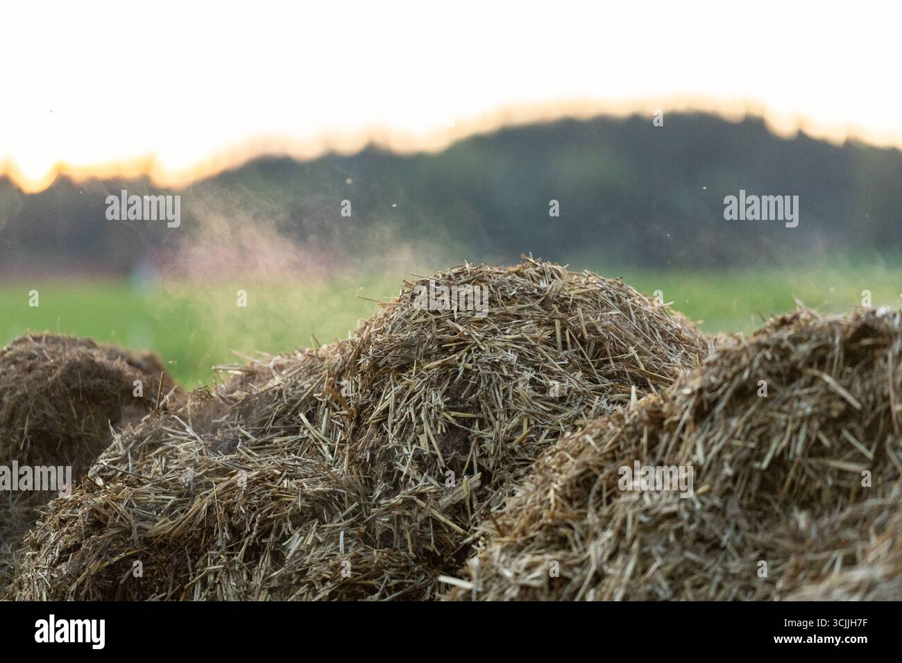 Kammlach, Bavaria, Germany - September 7, 2025: A steaming pile of manure in a field on the edge of the village. Organic fertilizer from agriculture, which is used in the cycle of livestock farming and arable farming to improve the soil *** Ein dampfender Misthaufen auf einem Feld am Dorfrand. Organischer Dünger aus der Landwirtschaft, der im Kreislauf von Viehhaltung und Ackerbau zur Bodenverbesserung eingesetzt wird Stock Photo