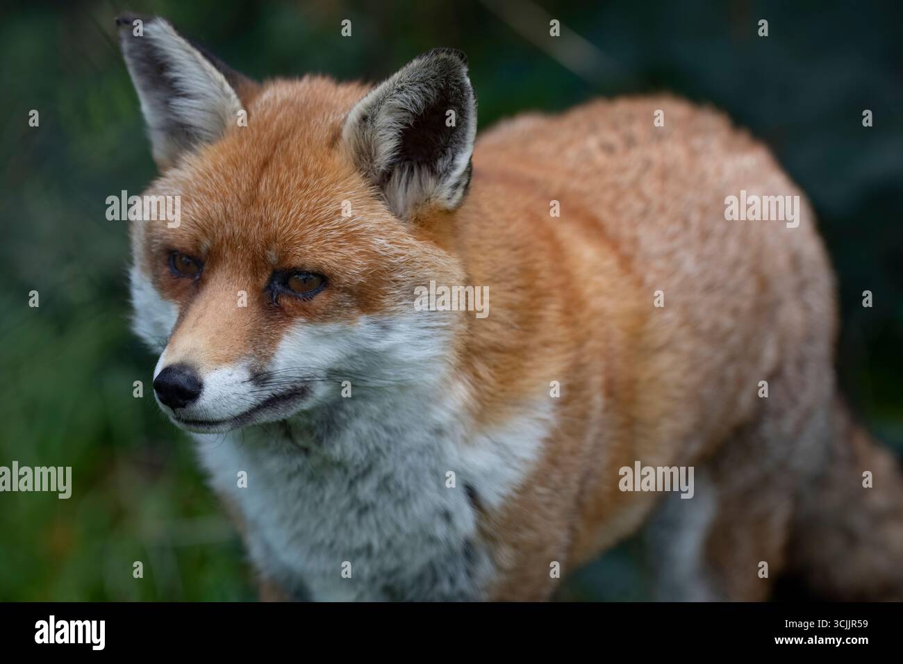 The Red Fox (Vulpes vulpes), the largest of the true foxes and one of ...