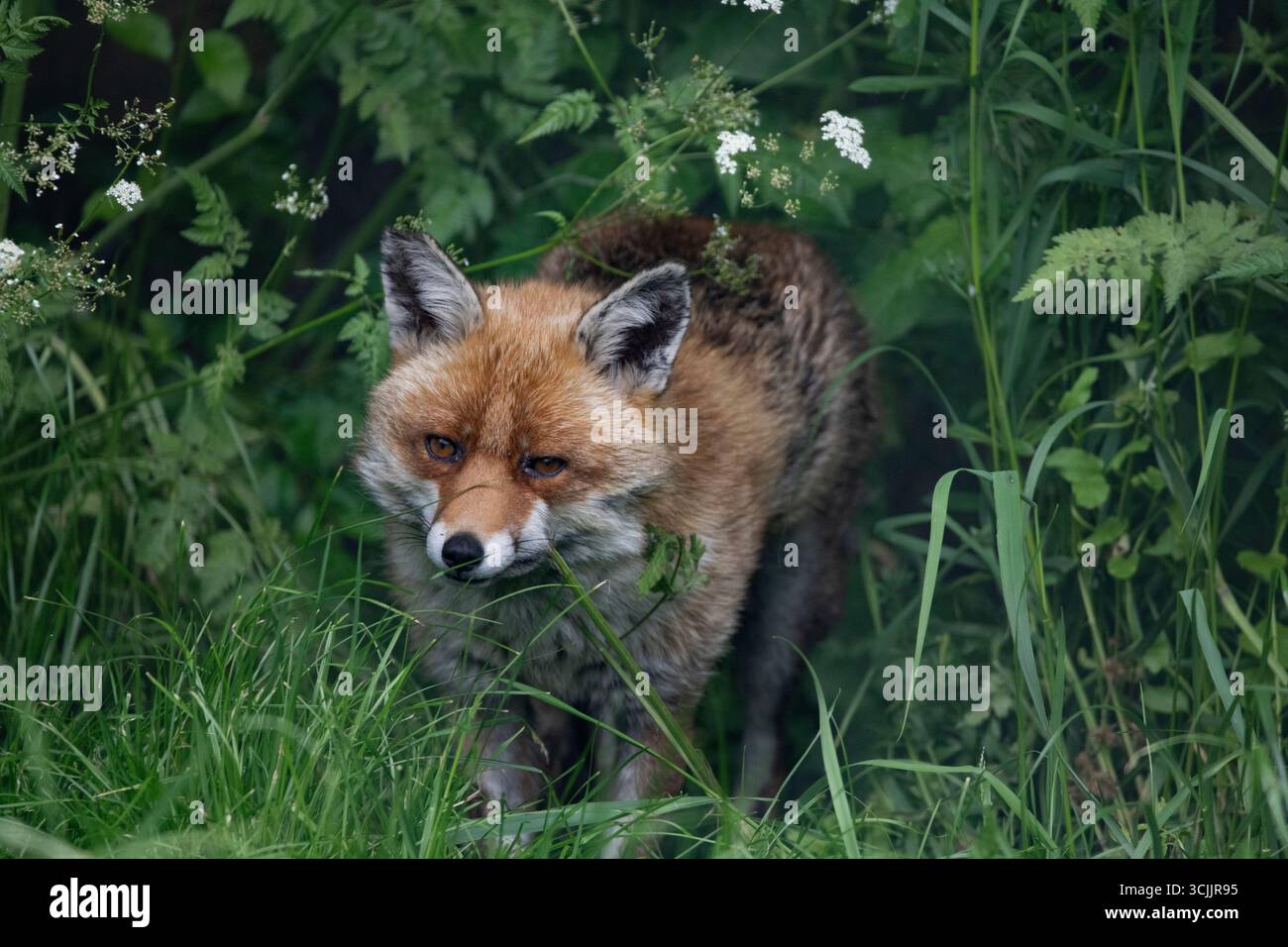 The Red Fox (Vulpes vulpes), the largest of the true foxes and one of ...