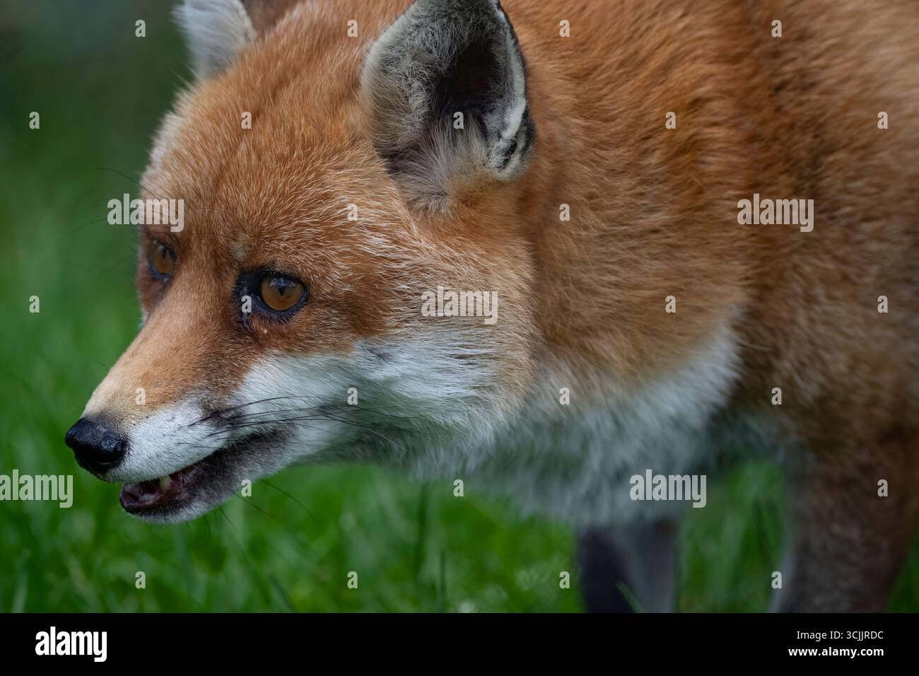 The Red Fox (Vulpes vulpes), the largest of the true foxes and one of ...