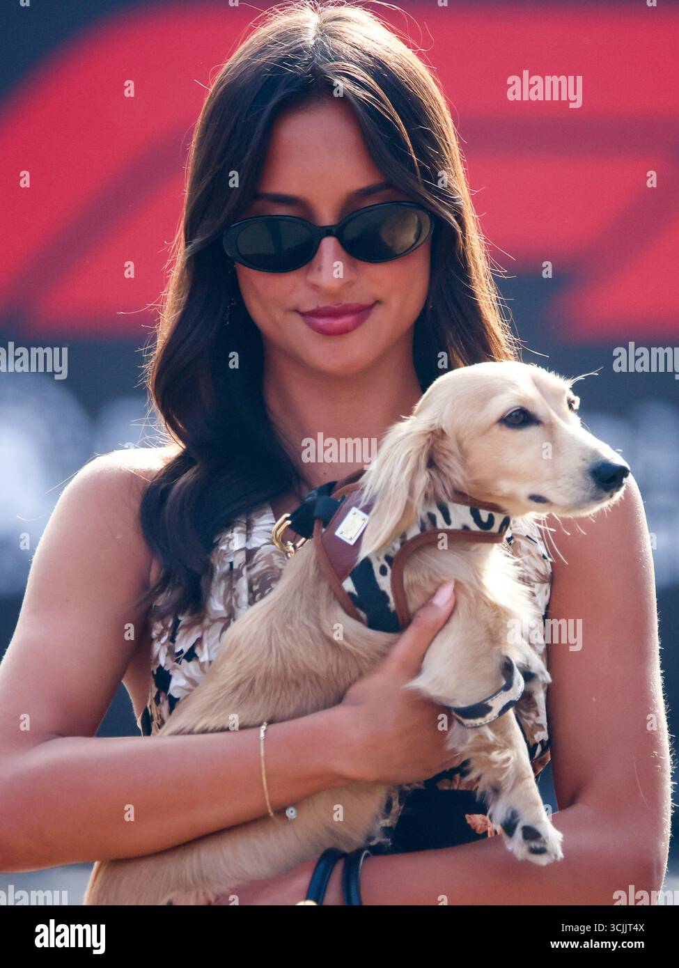 Dog leo hi-res stock photography and images - Page 2 - Alamy