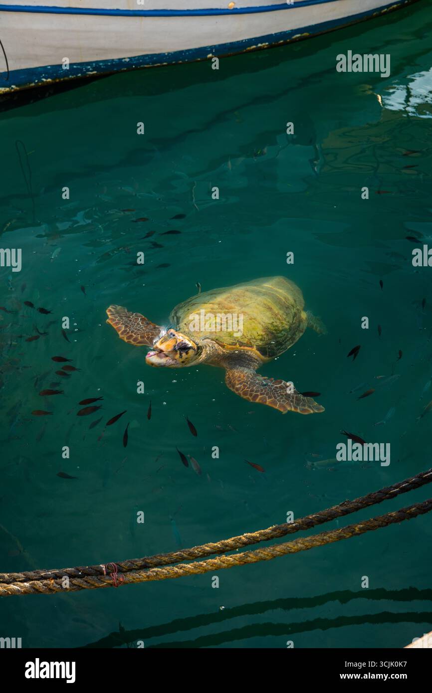 Sea turtle swimming in clear green water at Zakynthos Greece near the ...