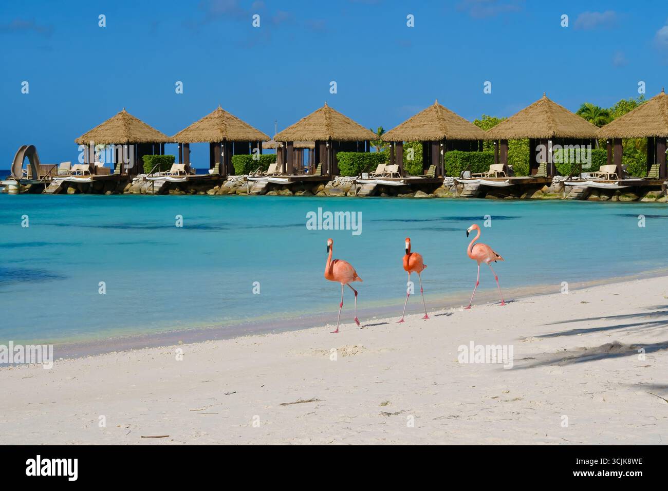 Flamingos walking on Renaissance beach Aruba Stock Photo - Alamy