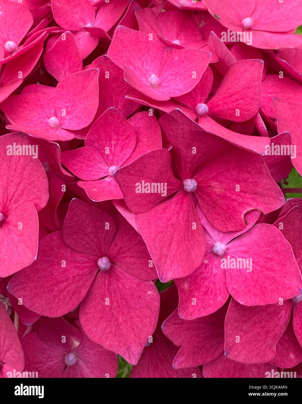 Full screen image of deep pink hydrangea Stock Photo