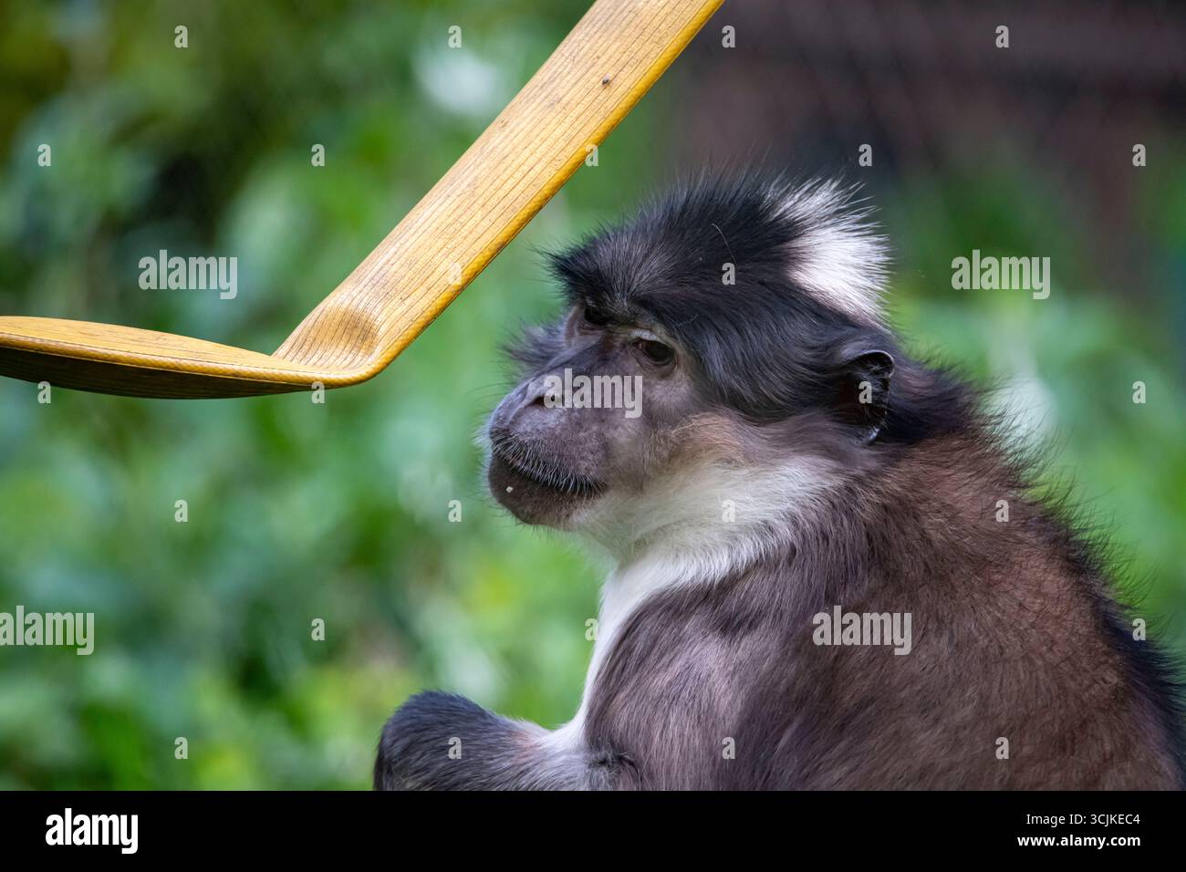 Cercopithecinae Examples The White-Naped Mangabey (Cercocebus lunulatus) is a species of Old ...