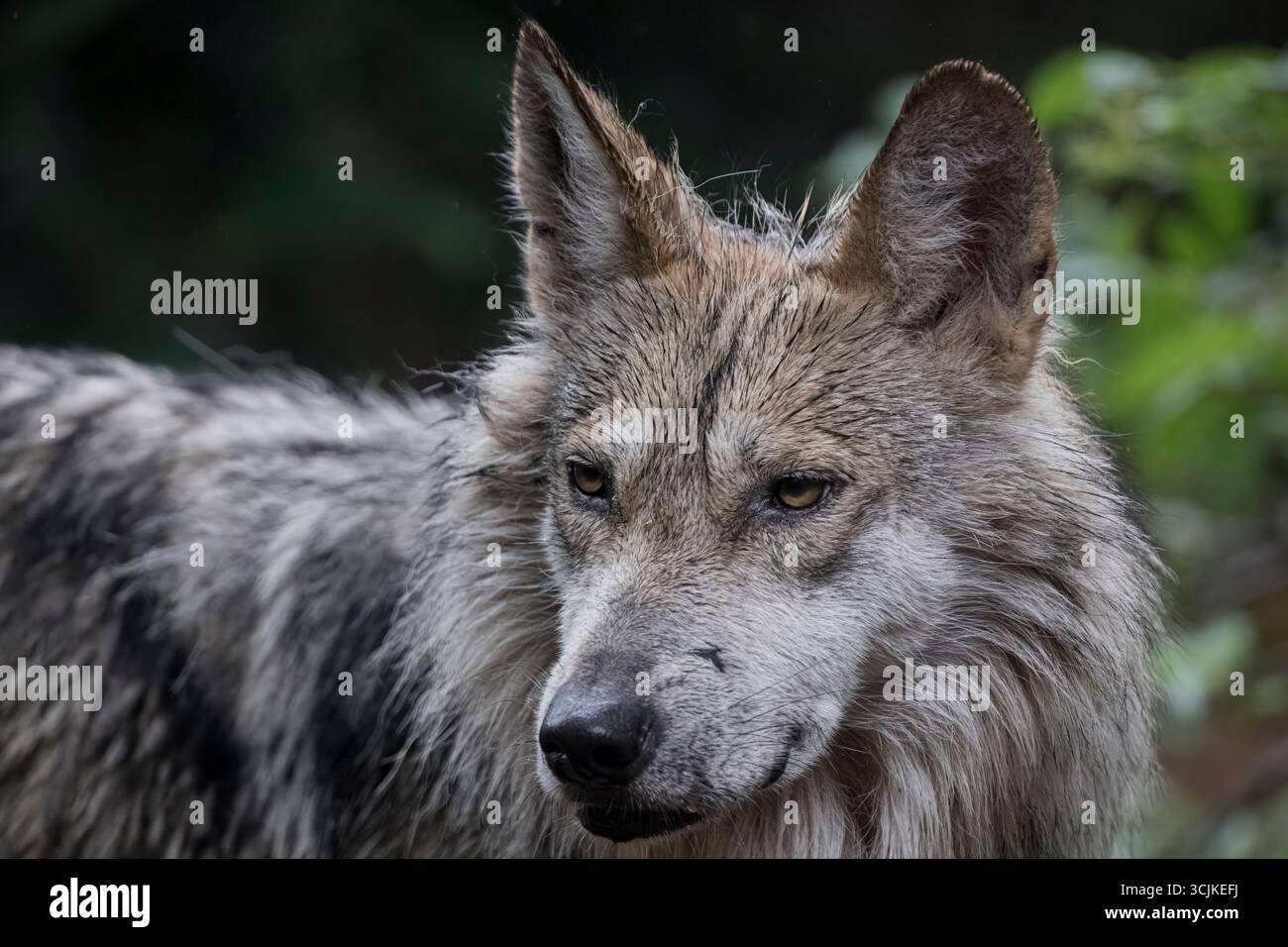 The Mexican Wolf (Canis lupus baileyi), also known as the Lobo Mexicano (or, simply, lobo) is a subspecies of gray wolf. Stock Photo