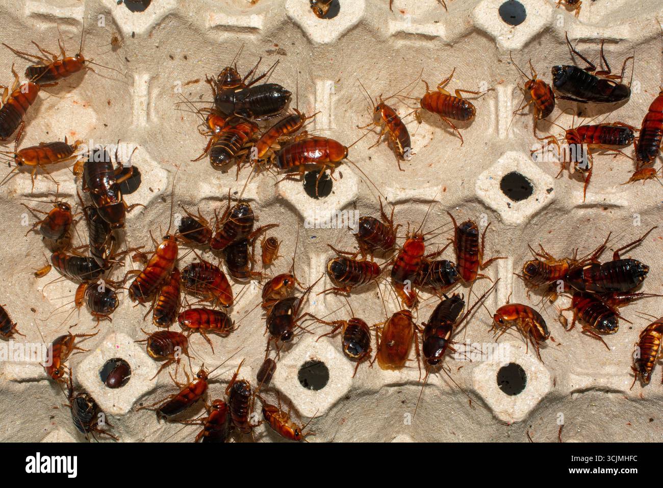 Turkestan cockroaches (Red runner) crawling on an egg carton, Close-up ...