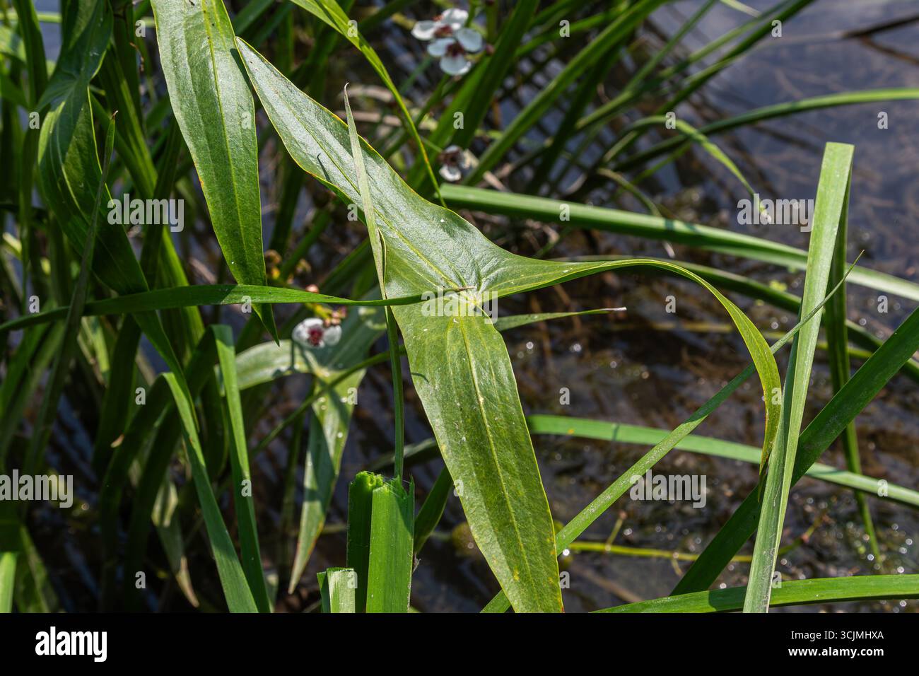 Aquatic plants morphology hi-res stock photography and images - Alamy