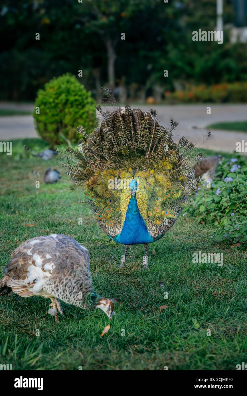 Peacock Ritual Male peacock displaying magnificent hi-res stock photography and images ...