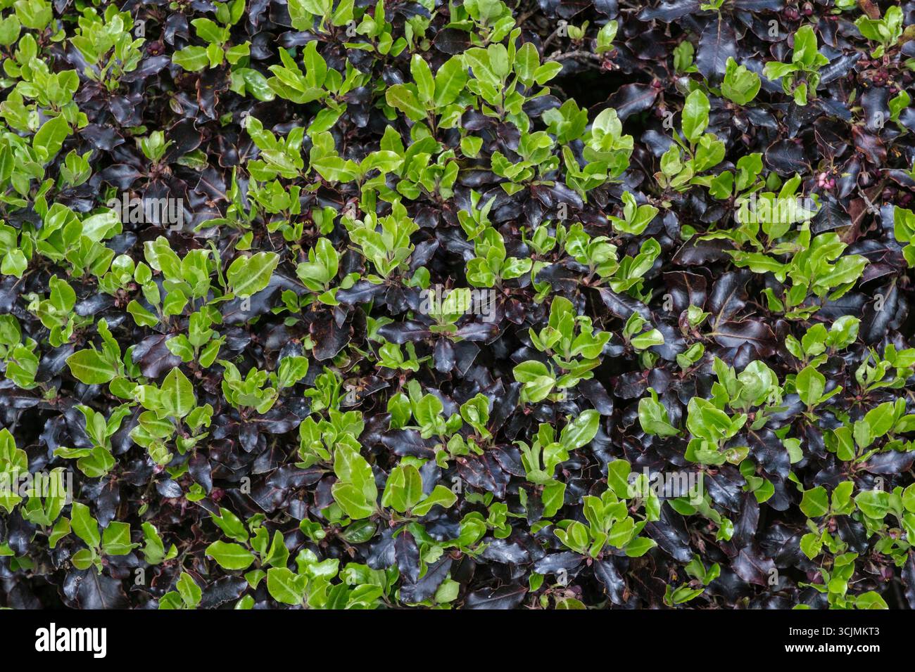 Pittosporum Tom Thumb