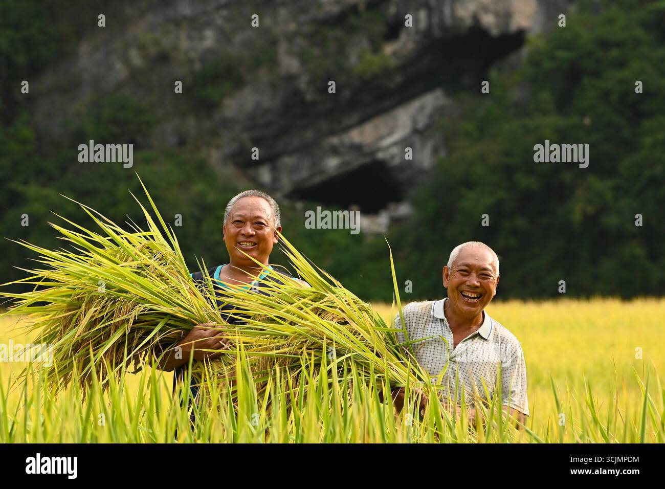 Farmers harvest rice in the field in Chongqing, China, 5 September ...