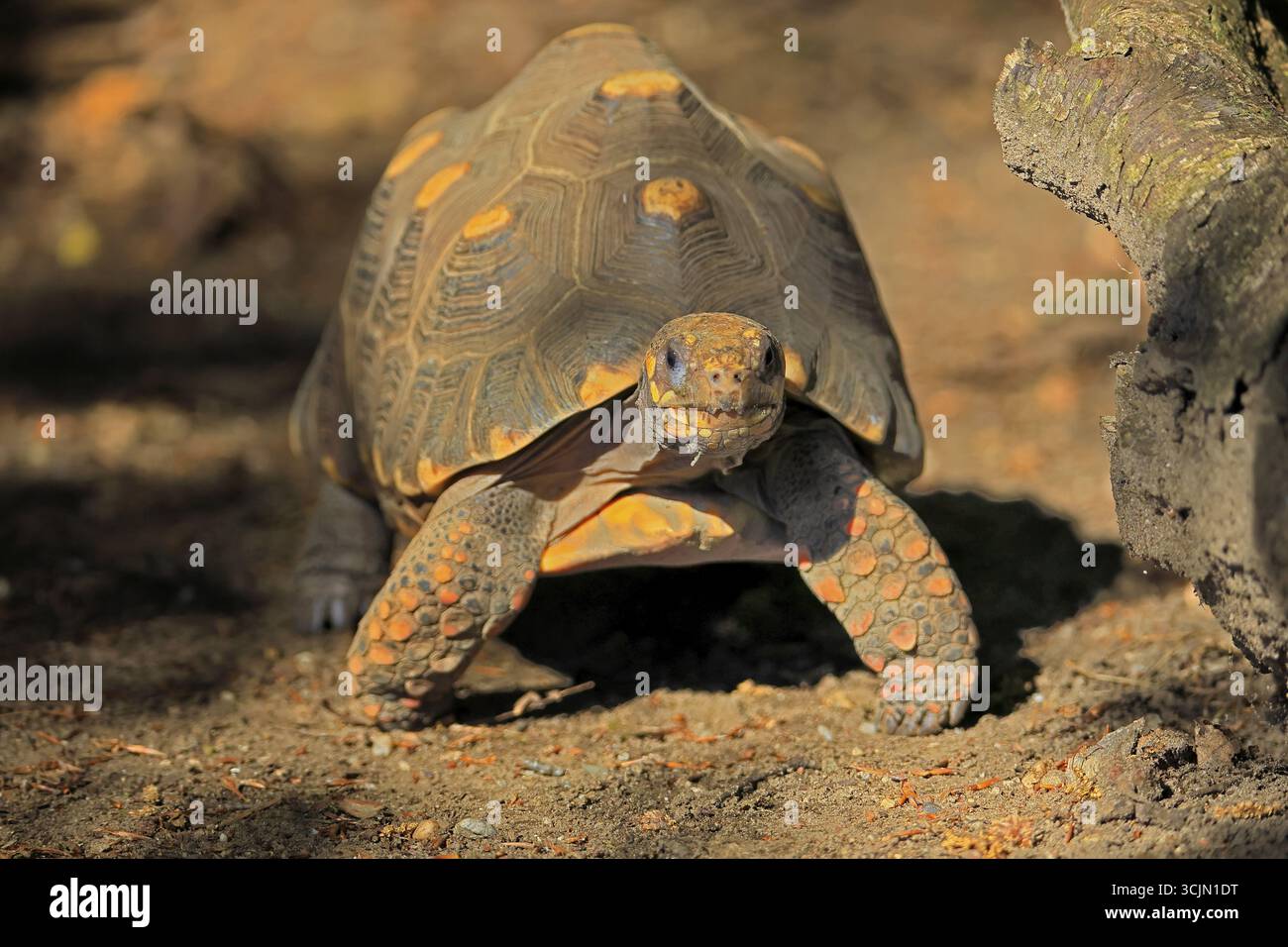 Turtle Foraging Coal turtle (Geochelone carbonaria), adult, foraging, South America ...