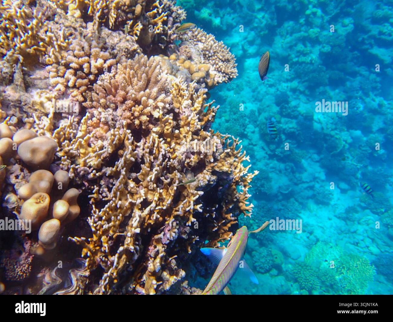 Parrotfish Scaridae with sergeant major fish Abudefduf saxatilis and ...