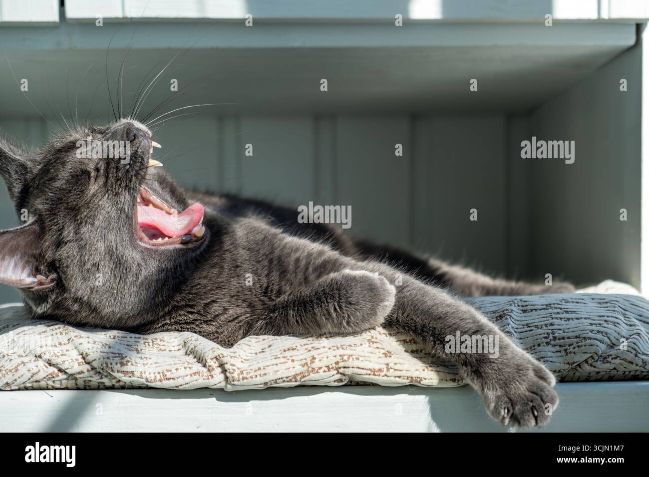 Yawning Gray Cat on a Cushioned Surface Stock Photo