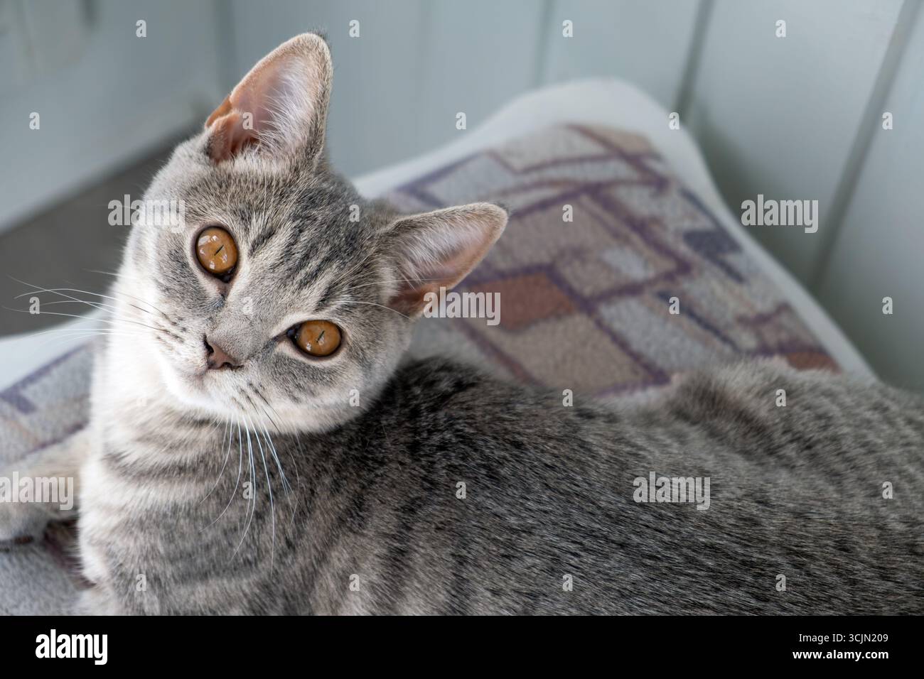 Curious Cat Relaxing on a Cozy Blanket Stock Photo