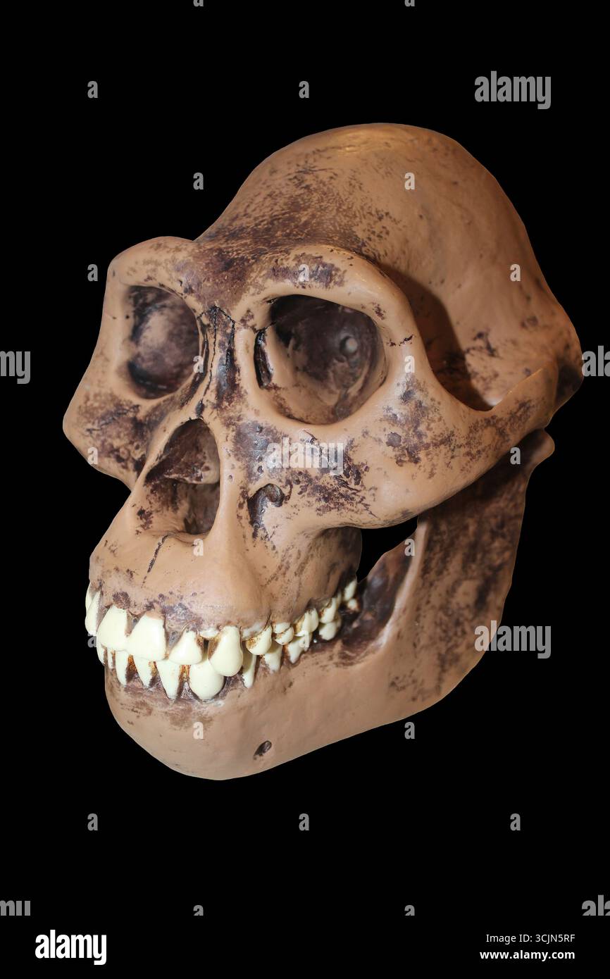Australopithecus afarensis - male skull reconstruction Stock Photo