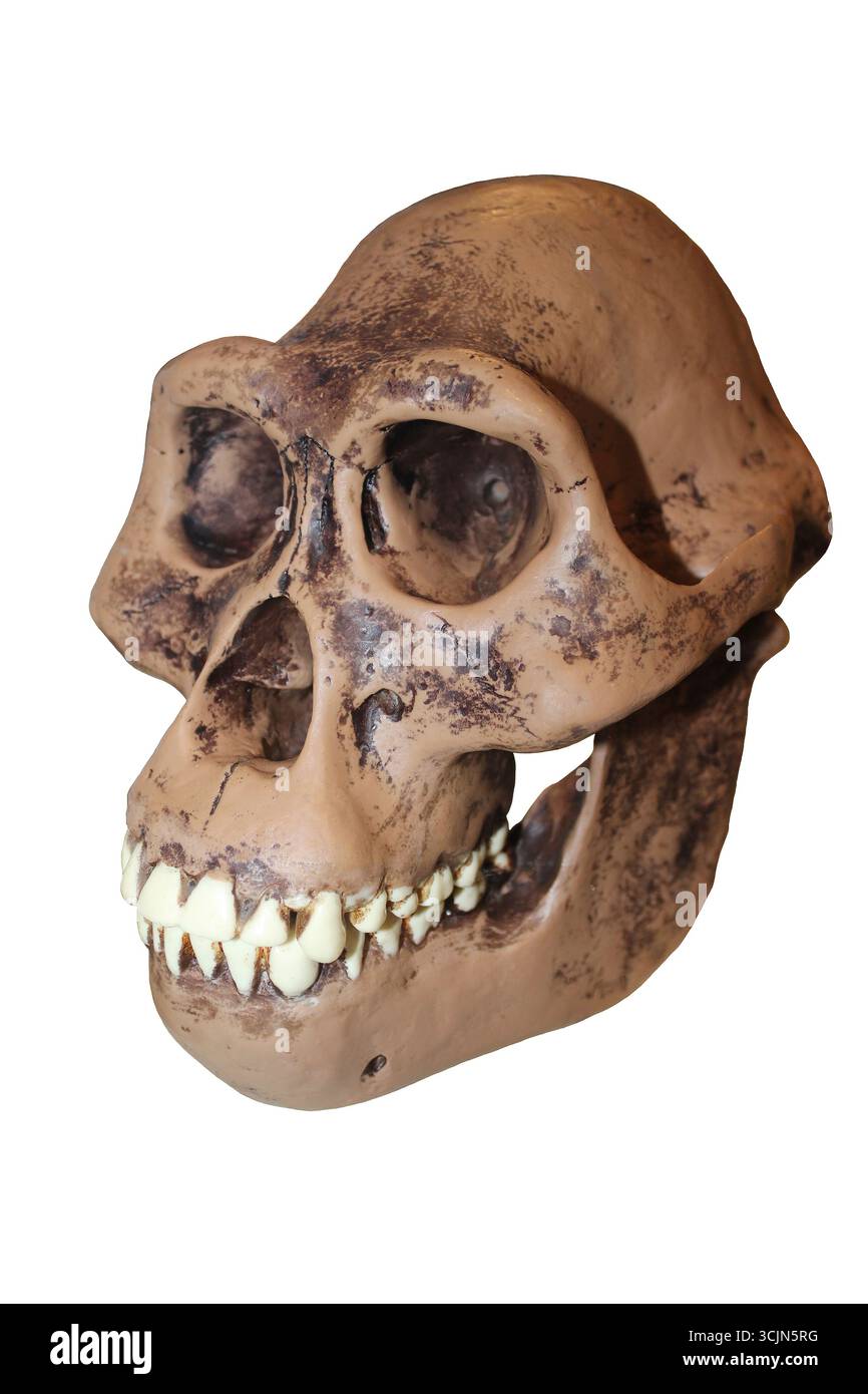 Australopithecus afarensis male skull reconstruction Stock Photo
