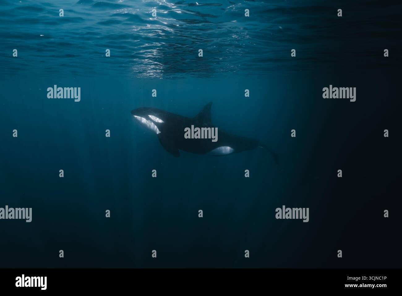 View of a majestic orca whale gracefully gliding through the deep blue ...