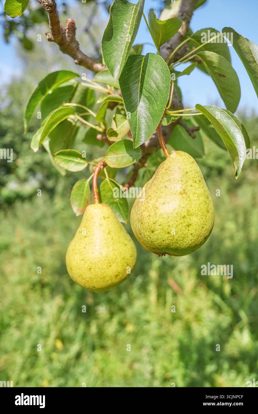 Ripe pears on a tree, selective focus. Stock Photo