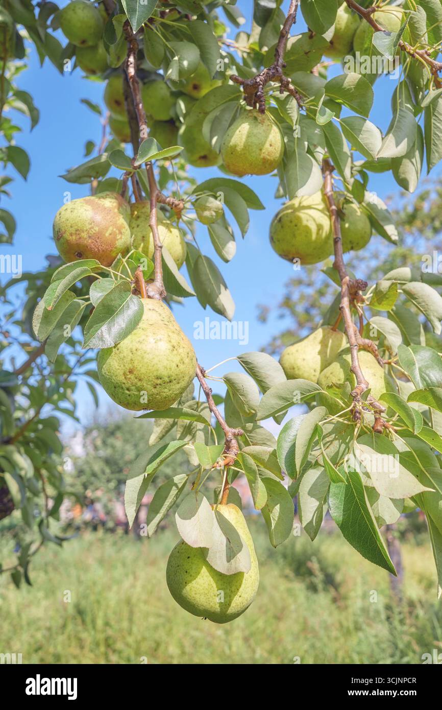 Ripe pears on a tree, selective focus. Stock Photo