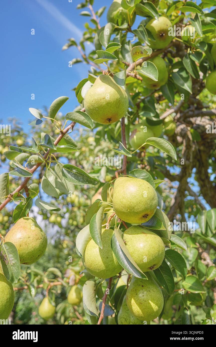 Pears on the tree hi-res stock photography and images - Alamy
