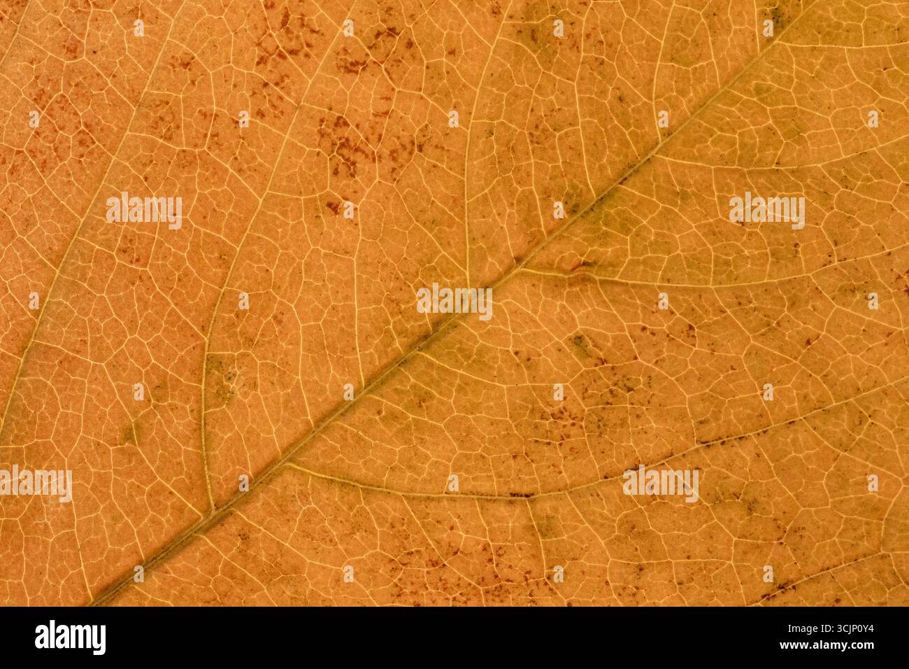 Texture of bright yellow autumn leaf with veins close-up Stock Photo