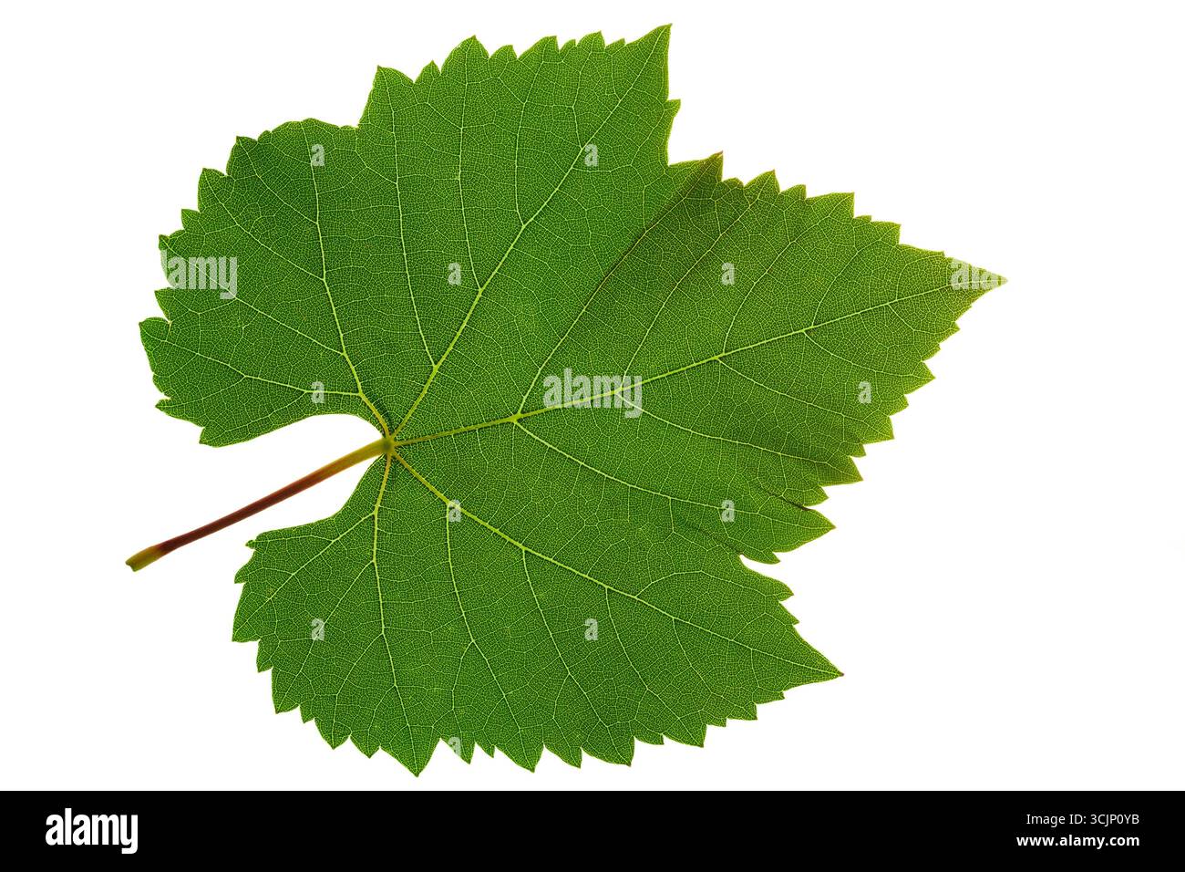 Grape leaf close-up on white background isolated Stock Photo