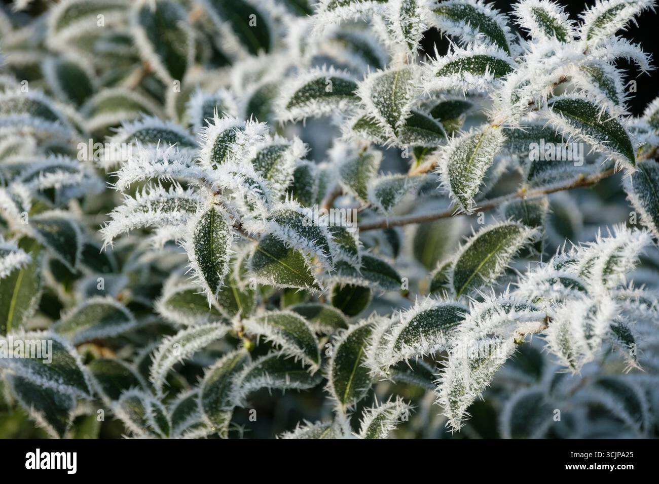 Osmanthus × burkwoodii, Burkwood osmanthus, Osmarea burkwoodii, frost/ice crystal covered dark green, ovate leaves in mid-winter Stock Photo