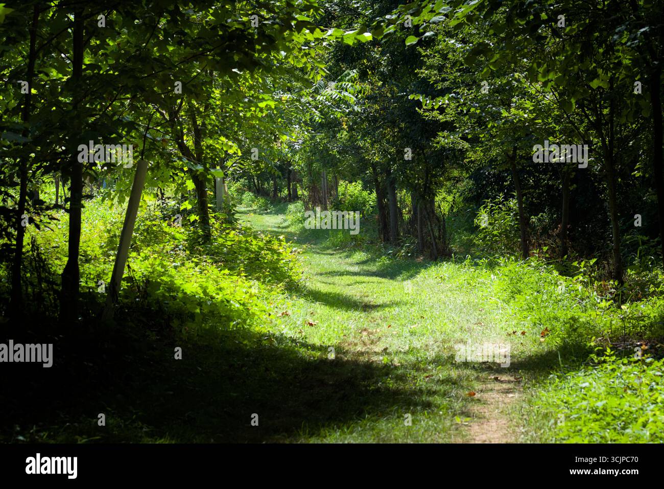 Peaceful woodland trail winding through lush green forest with dappled ...