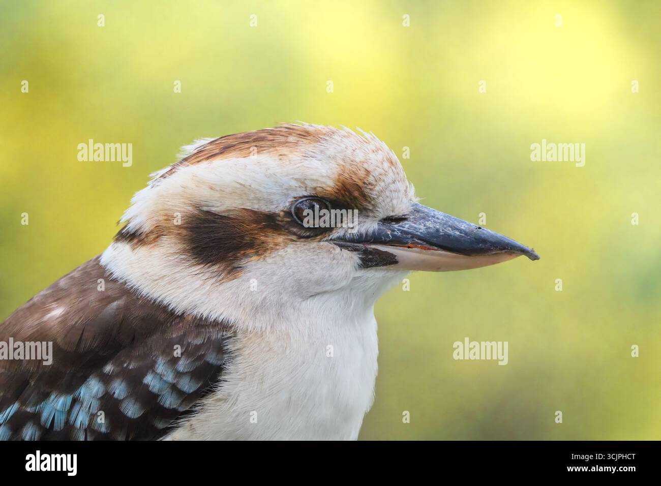 Kookaburra In Profile Stock Photo