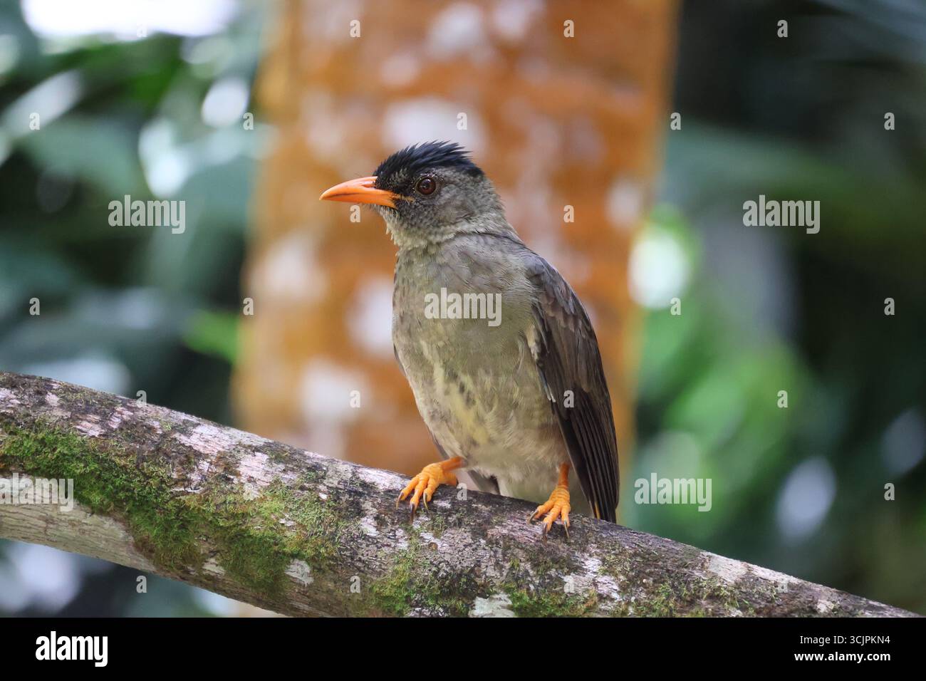 Wildlife Portrait of an Endemic Seychelles Bulbul (Hypsipetes crassirostris) Stock Photo