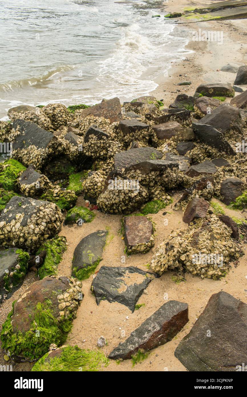 Mollusc shells attached to rocks by the shore. Caieira da Barra do Sul ...