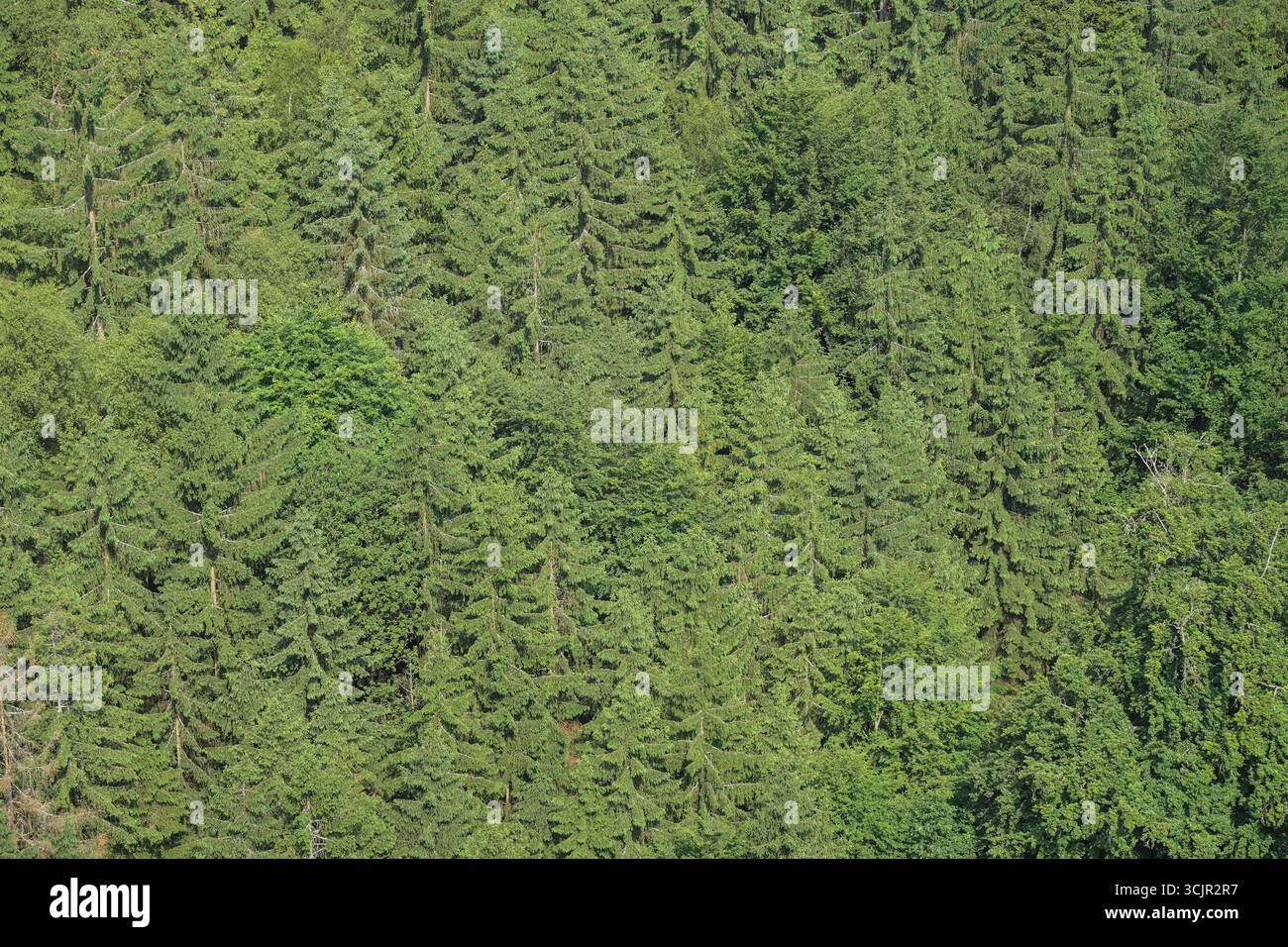 Nadelwald, Mischwald, Elbsandsteingebirge, Landkreis Sächsische Schweiz-Osterzgebirge, Sachsen, Deutschland Stock Photo