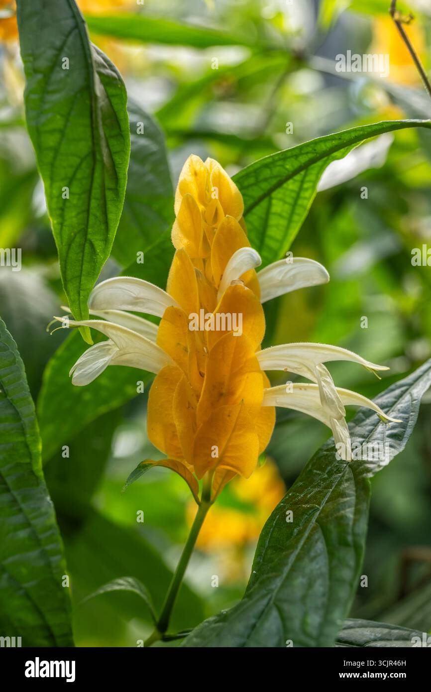 Acanthaceae plant hi-res stock photography and images - Alamy