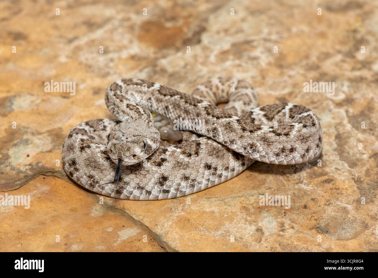 A beautiful juvenile western diamondback rattlesnake (Crotalus atrox ...
