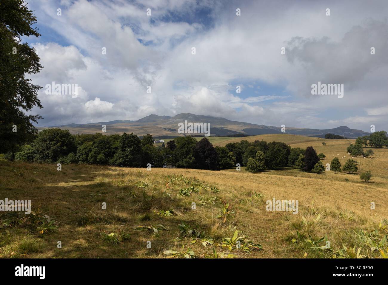 Beautiful Picherande landscape in the summer looking towards the Sancy Massif mountain range, near Super-Besse in Auvergne, France. Copy space above a - Stock Image
