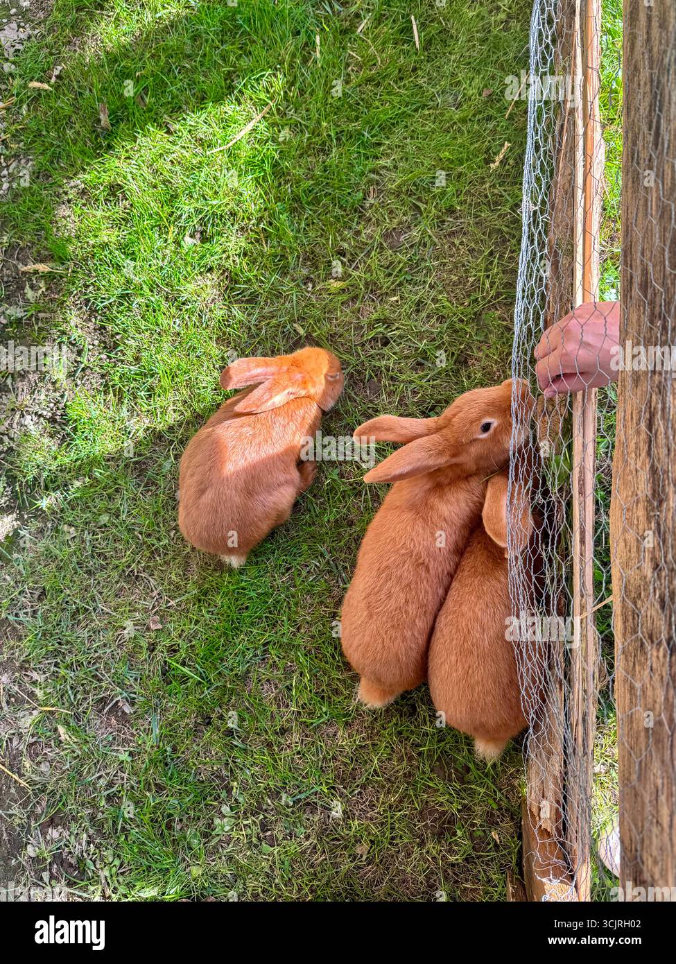 Three light brown rabbits on grass, with two near a wire fence being hand-fed by a person - Smartphone Captured Stock Image