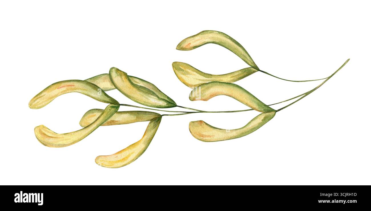 Hand painted yellow green maple seeds on branch watercolor illustration on isolated background. Decorative autumn acer wings. Samaras seed twig Stock Photo