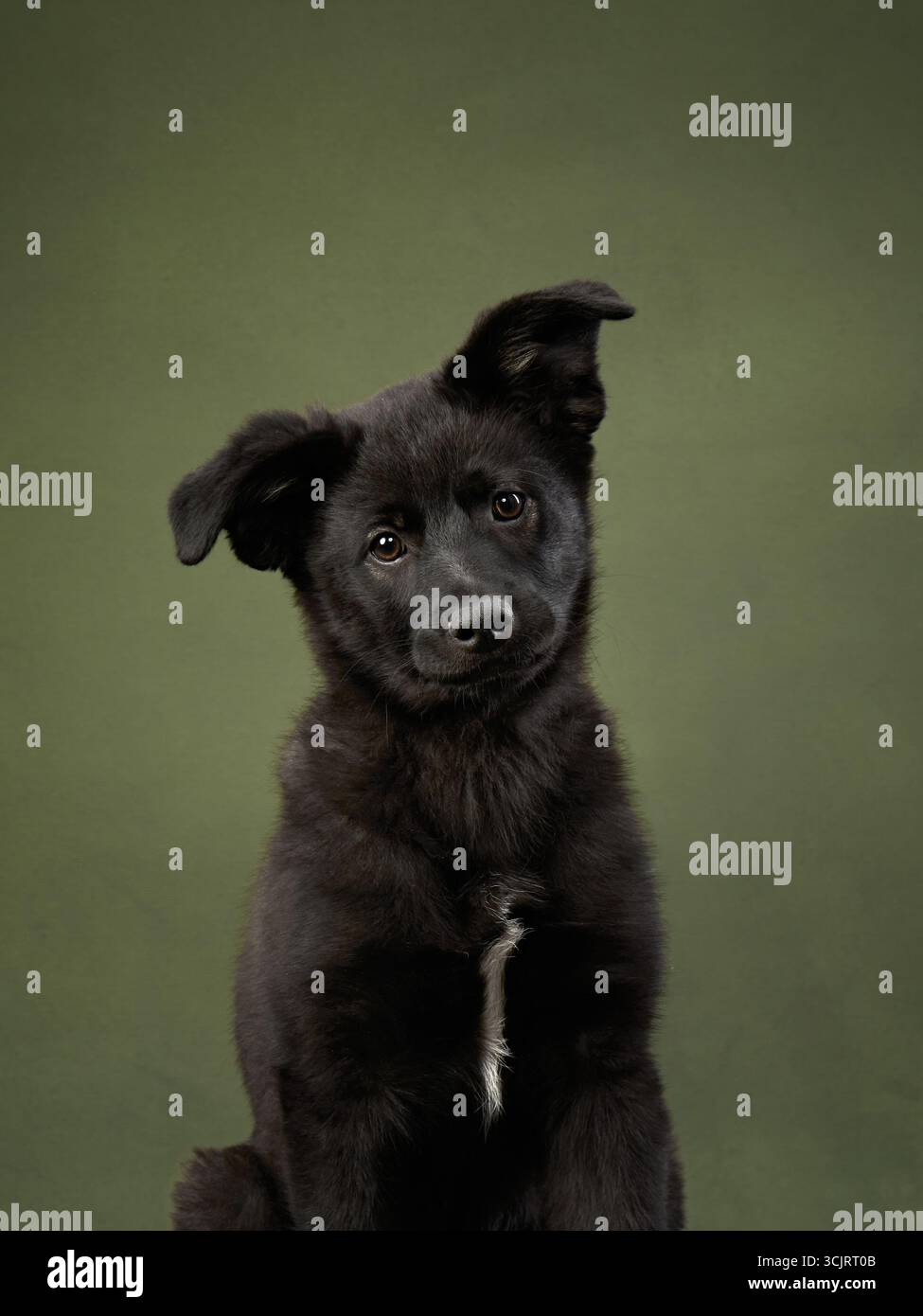 A young black puppy sitting against a green background. The dog looks curious and alert, capturing a playful yet focused demeanor. Stock Photo