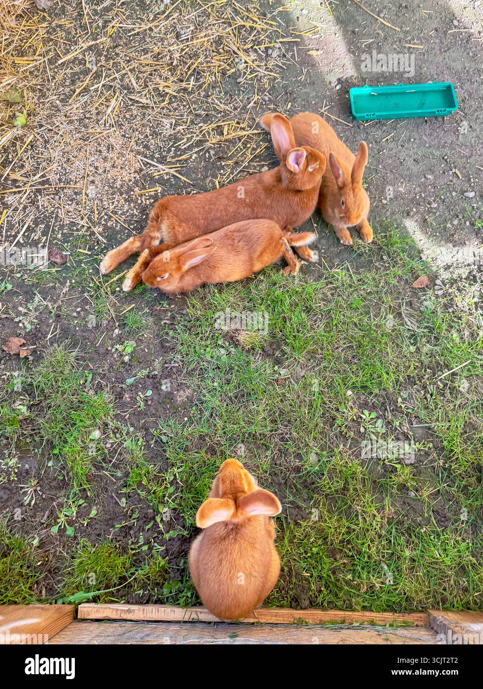 Group of five brown rabbits resting together on grass and soil in an outdoor enclosure, with a green feeding tray in the background.coun - Smartphone Captured Stock Image