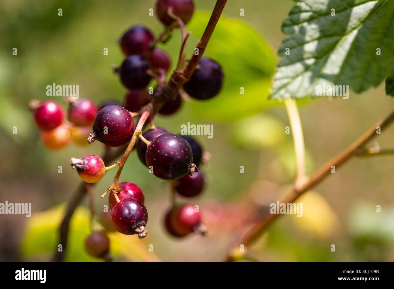 The blackcurrant (Ribes nigrum, cassis) branch with ripe dark fruits close-up view. Stock Photo