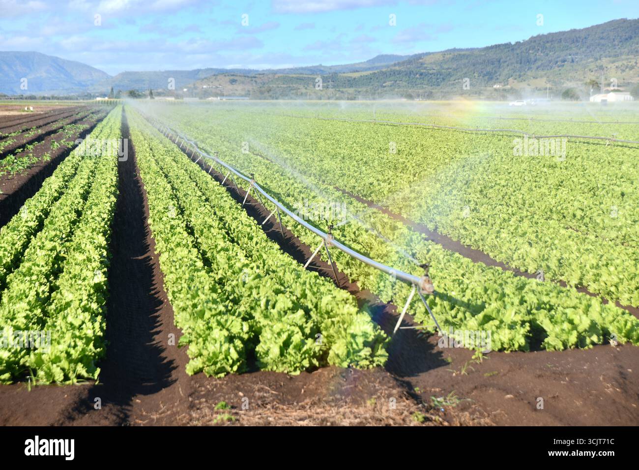 Irrigating a huge crop of lettuce growing at Gatton in Queensland, Australia. Stock Photo