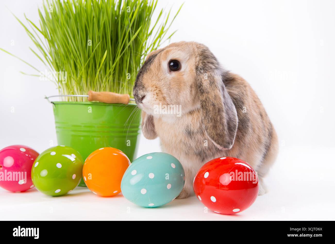 domestic rabbit (Oryctolagus cuniculus f. domestica), Easter bunny with ...