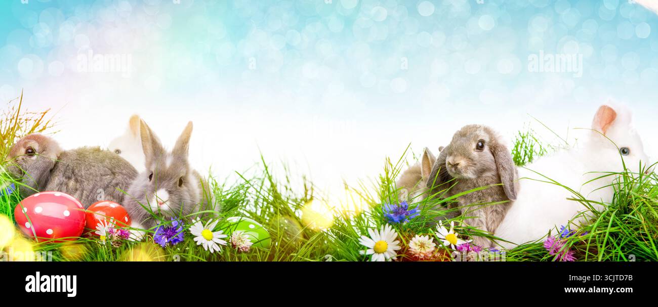 Easter bunnies and Easter eggs in the meadow, Composing Stock Photo