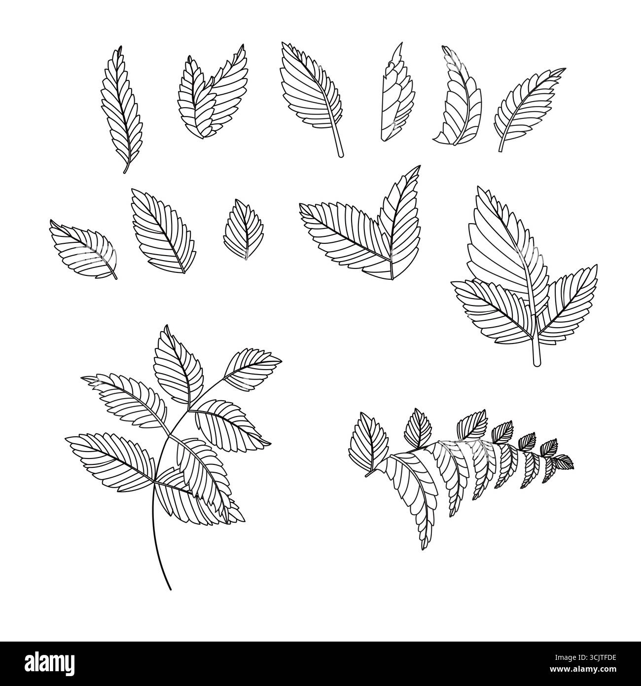 Set of leaves in doodle style. Vector illustration isolated on white ...