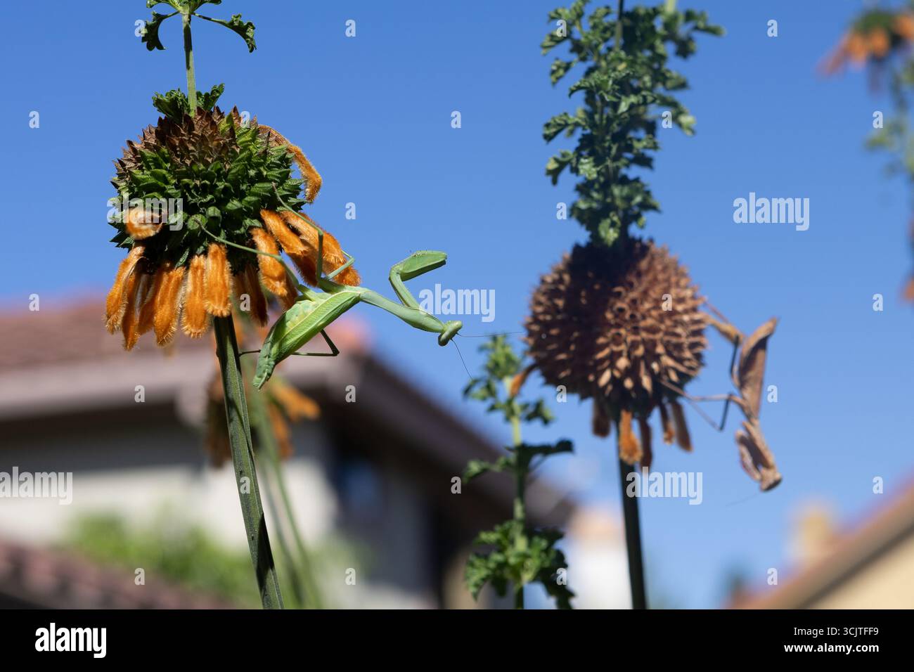 green praying mantis hunting on a Lion's Tail plant "Leonotis leonurus" with a brown praying mantis in the background in California, USA Stock Photo