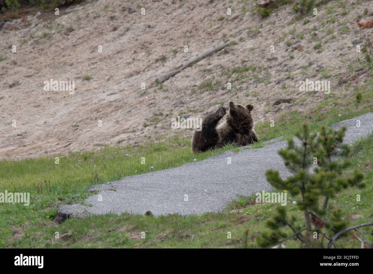 Grizzly bear Ursus arctos horribilis scratching  in Hayden valley. Yellowstone National Park , Wyoming , USA Stock Photo