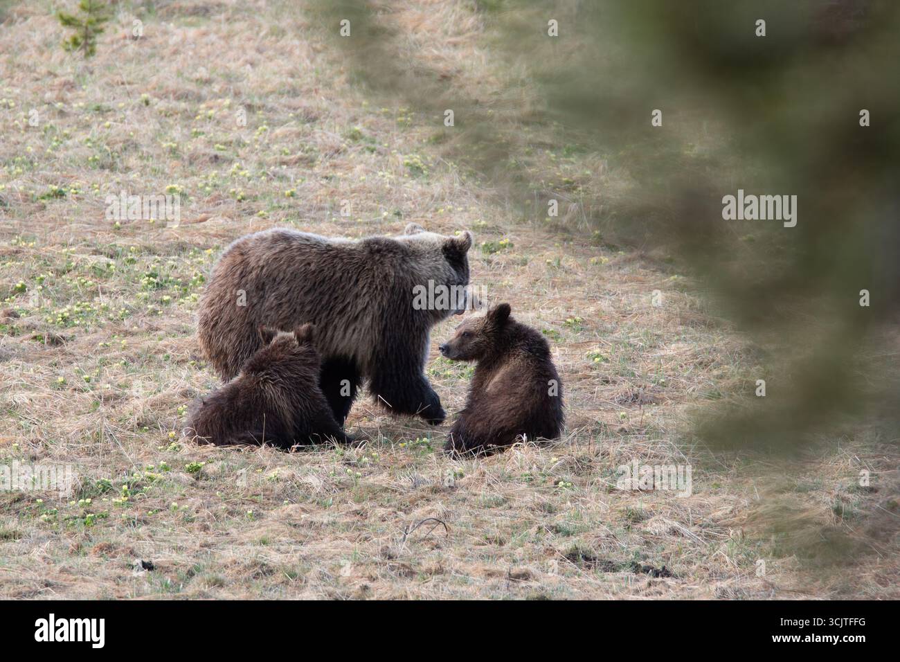 Female Grizzly bear.Ursus arctos horribilis  with her 2 cubs in Hayden valley. Yellowstone National Park , Wyoming , USA. Stock Photo