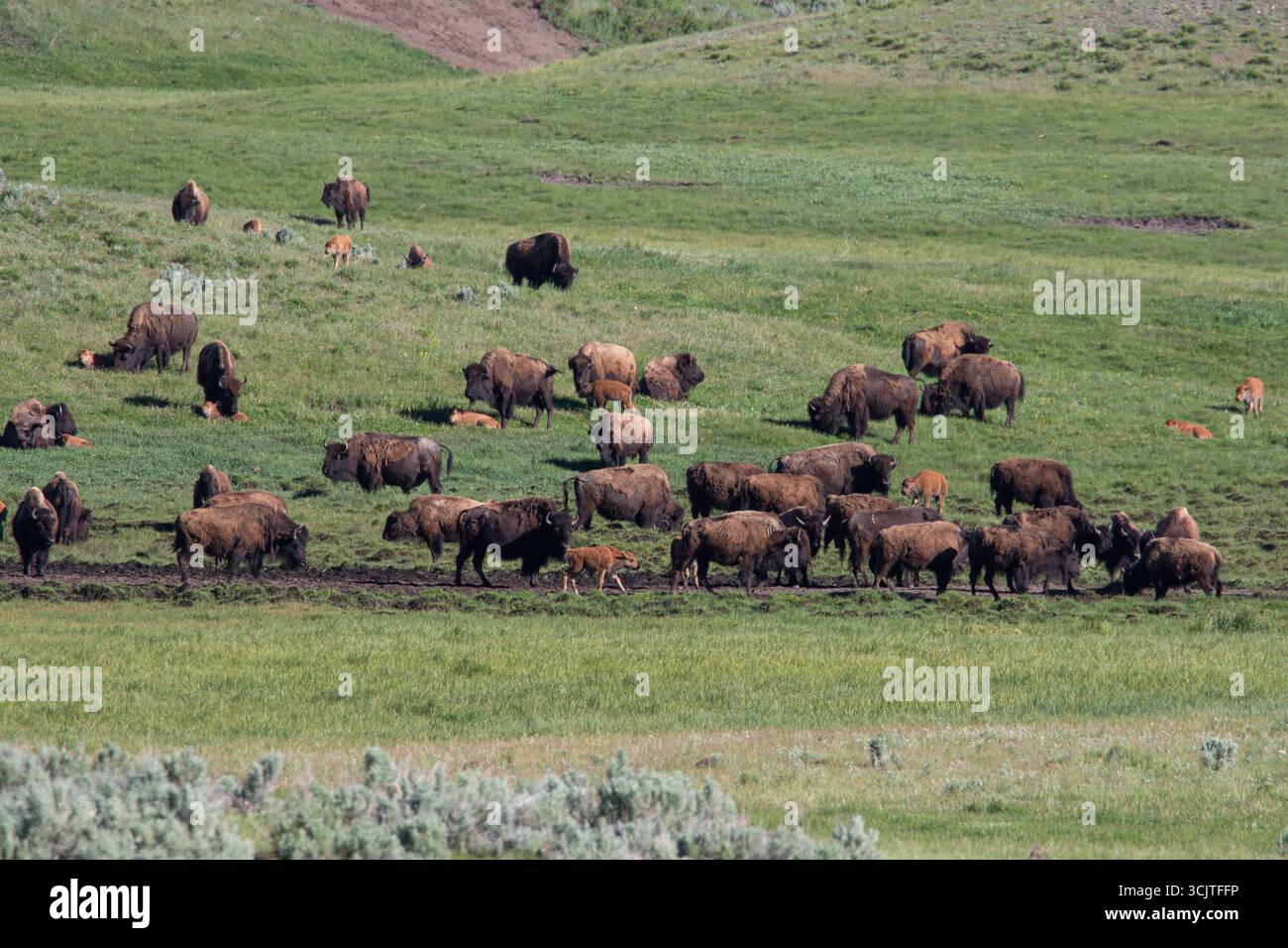 Bison Buffalo grazing on the hillside of the Lamar Valley during the spring of 2024 in Yellowstone national park Wyoming, USA Stock Photo
